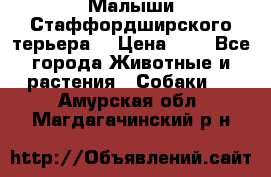 Малыши Стаффордширского терьера  › Цена ­ 1 - Все города Животные и растения » Собаки   . Амурская обл.,Магдагачинский р-н